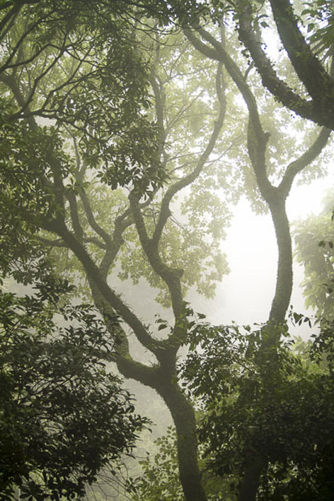 Trees in the Mist