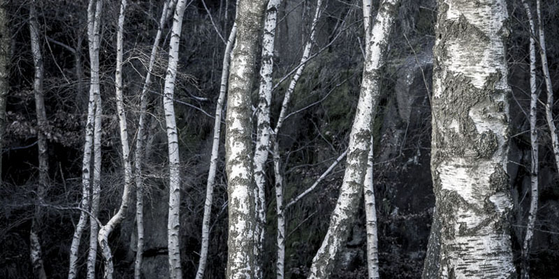 Birch Trees