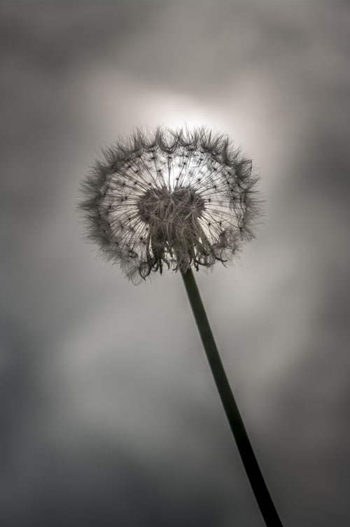 Dandelion clock