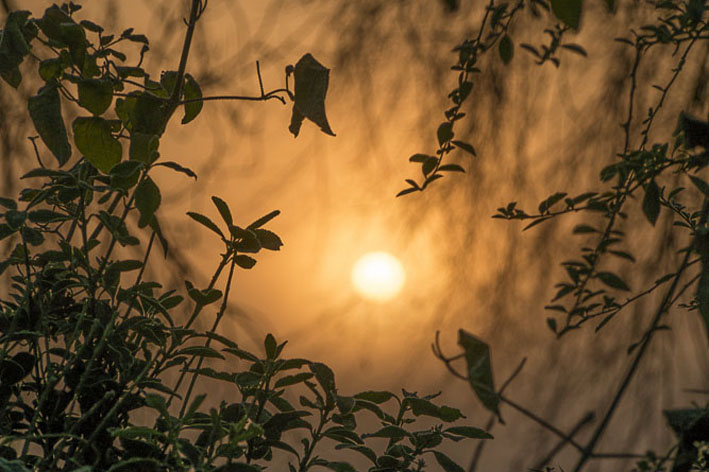 Tree framed Sunrise