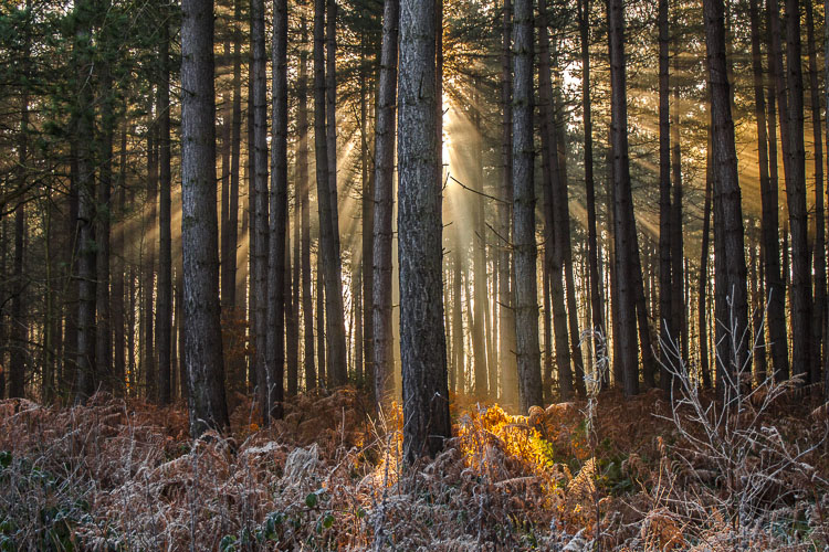 Mystic forest