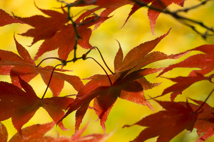 Leaf patterns