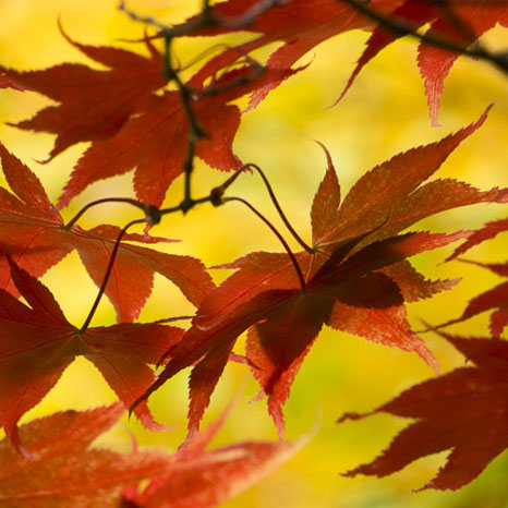 Leaf patterns